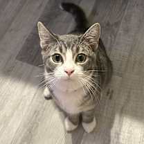 Thumbnail photo of Pikachu #3