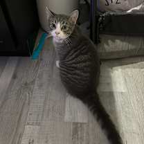 Thumbnail photo of Pikachu #4