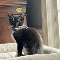 Thumbnail photo of Pepper #2