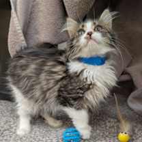 Thumbnail photo of Jude #1