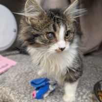 Thumbnail photo of Jude #2