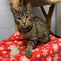 Thumbnail photo of Patty #1