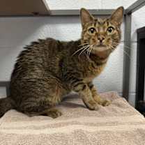 Thumbnail photo of Molly #3