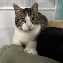 Thumbnail photo of Rey #3