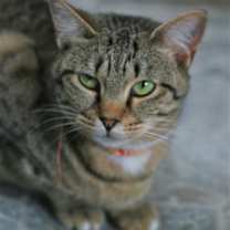 Thumbnail photo of Stevella #2