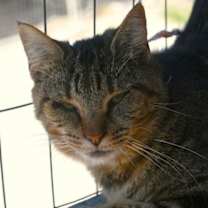 Thumbnail photo of Peppa #1