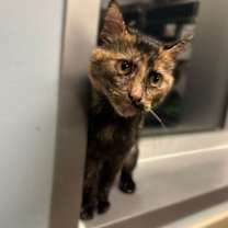 Thumbnail photo of Monicat  #2