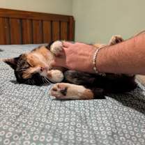 Thumbnail photo of Fae #2