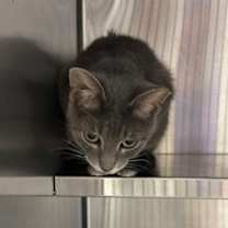 Thumbnail photo of Lilo #3