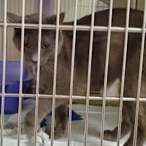 Thumbnail photo of Spotty #2