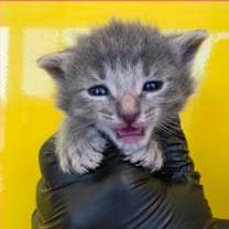 Thumbnail photo of Princess Hot Pocket #2