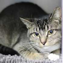 Thumbnail photo of Primavera #2