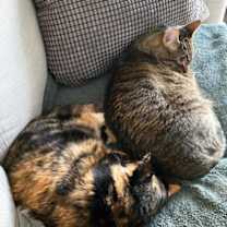 Thumbnail photo of Spruce #3