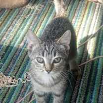 Thumbnail photo of C291 Litter Ramona #1