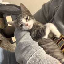 Thumbnail photo of Brutus #bonded-to-Missy-Elliott #4