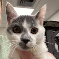 Thumbnail photo of Bernard #2