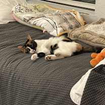 Thumbnail photo of Olive #2