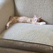 Thumbnail photo of Juice #3