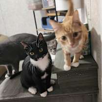 Thumbnail photo of Juice #4