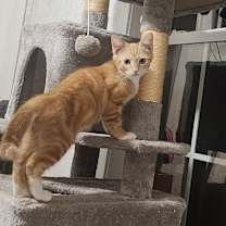 Thumbnail photo of Cookie #3