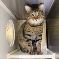 Thumbnail photo of Tigger #2