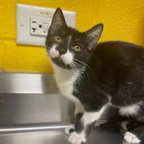 Thumbnail photo of Dot #1