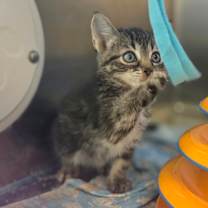 Thumbnail photo of Ampersandra #3