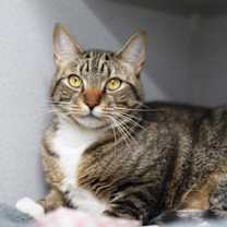 Thumbnail photo of Spruce #1