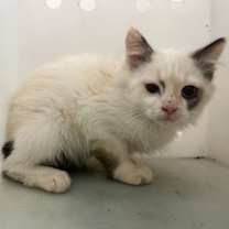 Thumbnail photo of WC Vaeda #1