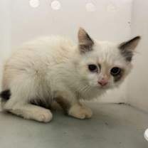 Thumbnail photo of WC Vaeda #2