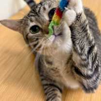 Thumbnail photo of Panais #2