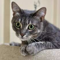 Thumbnail photo of Lavender #1