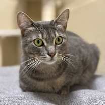 Thumbnail photo of Lavender #4