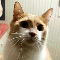 Thumbnail photo of Sweet Face #1