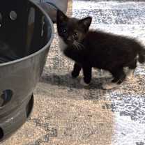 Thumbnail photo of Wasabi #4