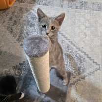 Thumbnail photo of Pad Thai #3