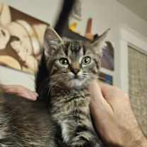 Thumbnail photo of Buffy #2