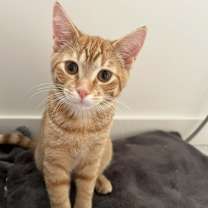 Thumbnail photo of Cheese IX #1