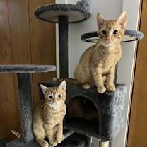 Thumbnail photo of Cheese IX #4