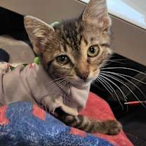 Thumbnail photo of Frosting #2