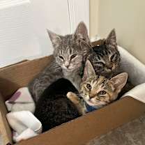 Thumbnail photo of Merry #3