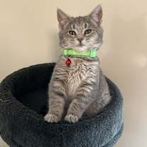 Thumbnail photo of Magic #1