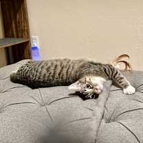 Thumbnail photo of Nicolo #2