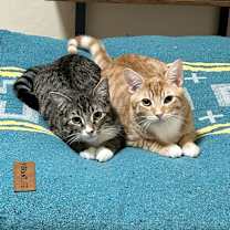 Thumbnail photo of Nicolo #4