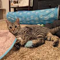 Thumbnail photo of Samwise #2