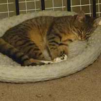 Thumbnail photo of Peppermint Patty #1