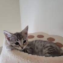 Thumbnail photo of Peppermint Patty #3