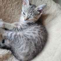 Thumbnail photo of Peppermint Patty #4