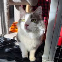 Thumbnail photo of Twix *bonded to snickers* #1