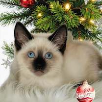 Thumbnail photo of Sky #2